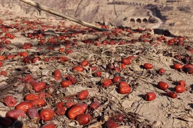 梦见红枣撒了一地，丰收与幸福的预兆